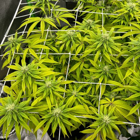 Special Kush #1 1th growlog timeline photo