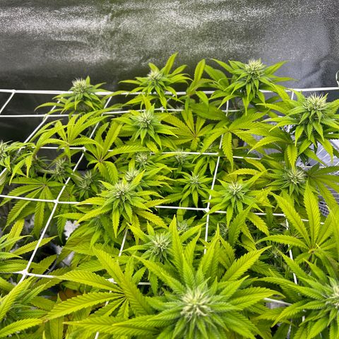 Special Kush #1 2th growlog timeline photo
