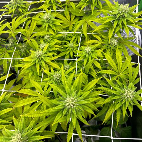 Special Kush #1 2th growlog timeline photo
