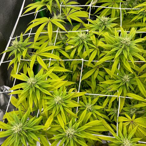 Special Kush #1 1th growlog timeline photo