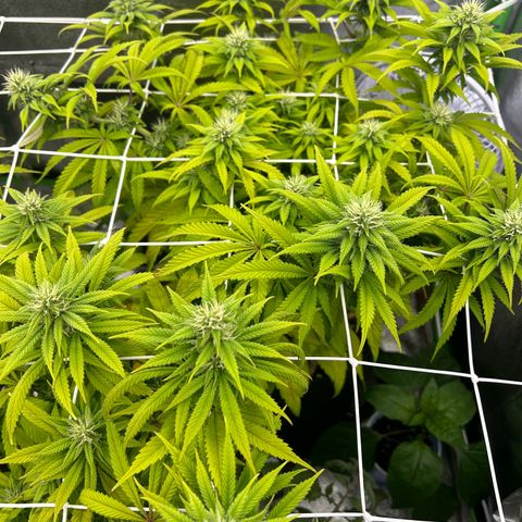 Special Kush #1 2th growlog timeline photo