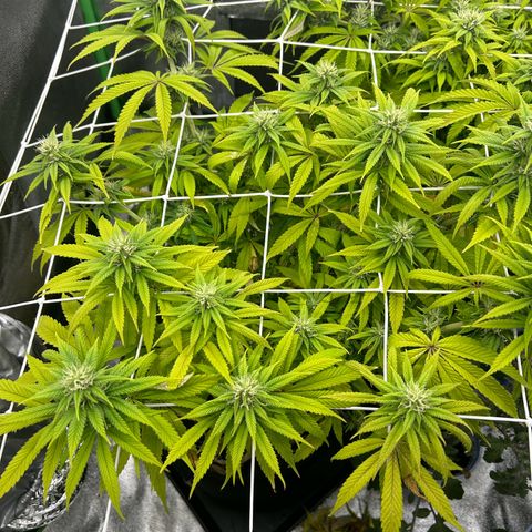 Special Kush #1 1th growlog timeline photo