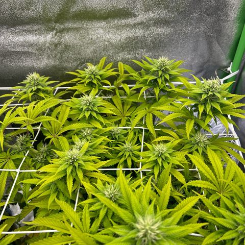 Special Kush #1 2th growlog timeline photo