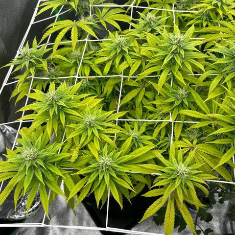 Special Kush #1 1th growlog timeline photo