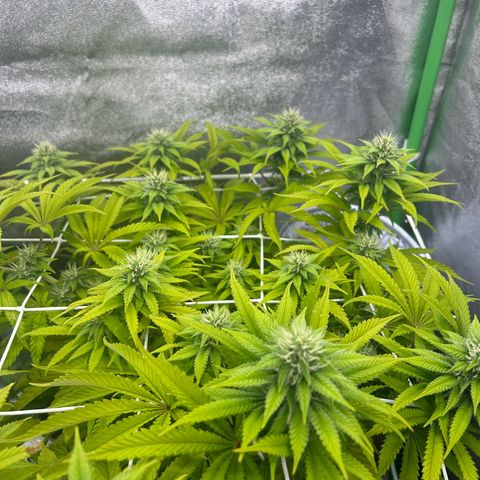 Special Kush #1 2th growlog timeline photo