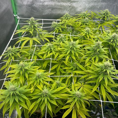 Special Kush #1 1th growlog timeline photo