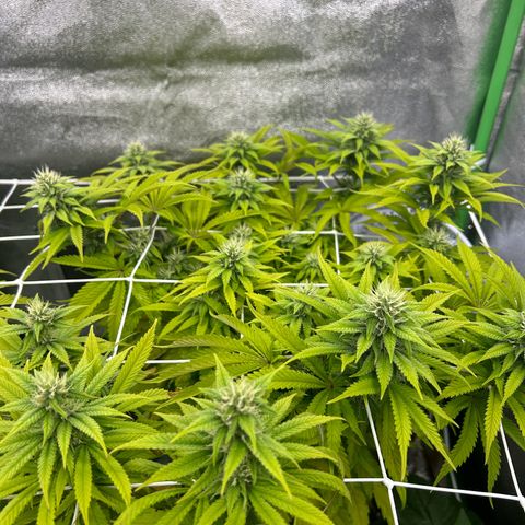 Special Kush #1 2th growlog timeline photo