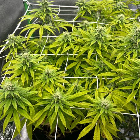 Special Kush #1 1th growlog timeline photo