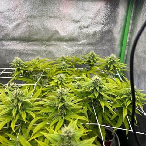 Special Kush #1 2th growlog timeline photo