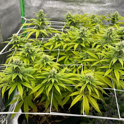 Special Kush #1 1th growlog timeline photo