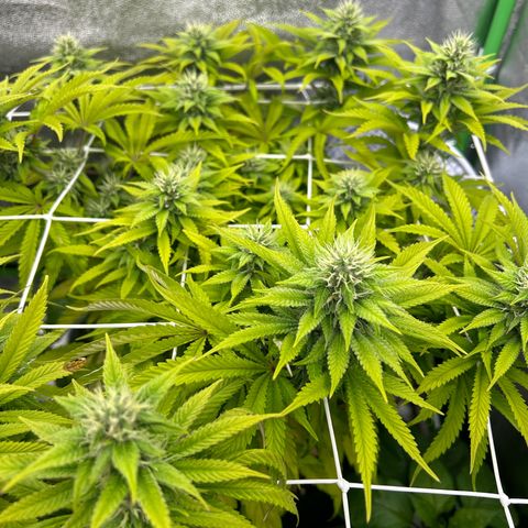 Special Kush #1 2th growlog timeline photo