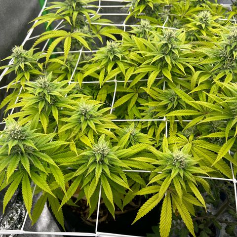 Special Kush #1 1th growlog timeline photo