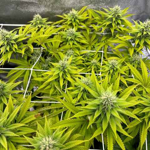 Special Kush #1 2th growlog timeline photo