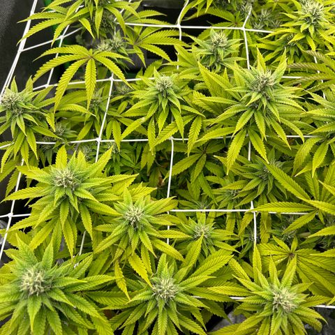 Special Kush #1 1th growlog timeline photo
