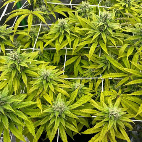 Special Kush #1 1th growlog timeline photo