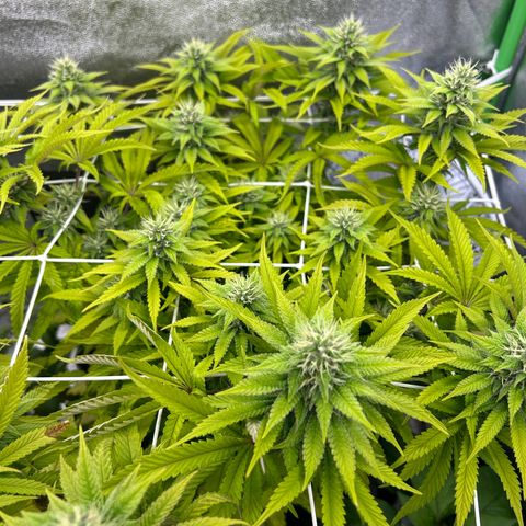 Special Kush #1 2th growlog timeline photo