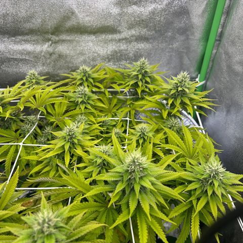 Special Kush #1 2th growlog timeline photo