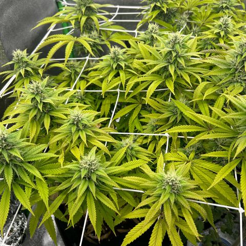 Special Kush #1 1th growlog timeline photo