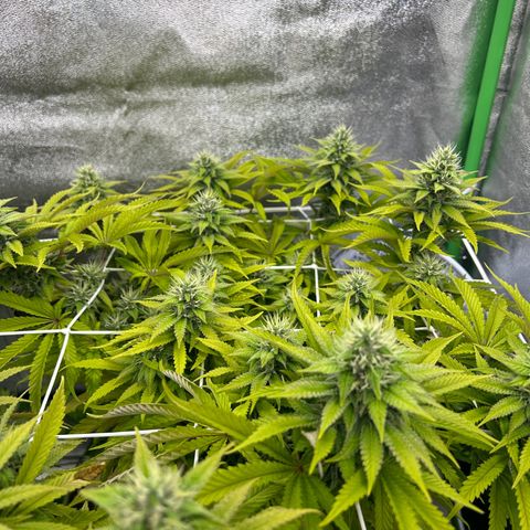 Special Kush #1 2th growlog timeline photo