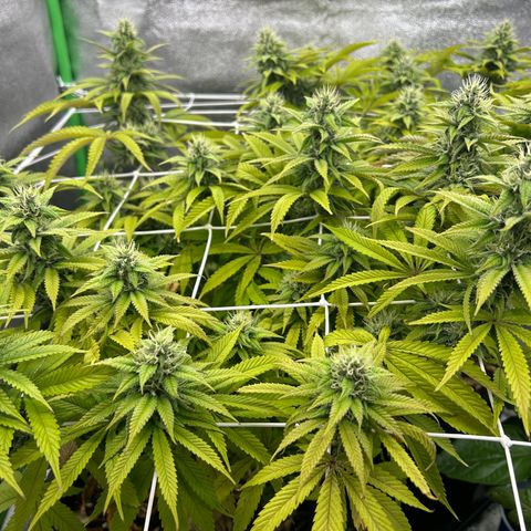 Special Kush #1 1th growlog timeline photo