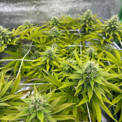 Special Kush #1 2th growlog timeline photo