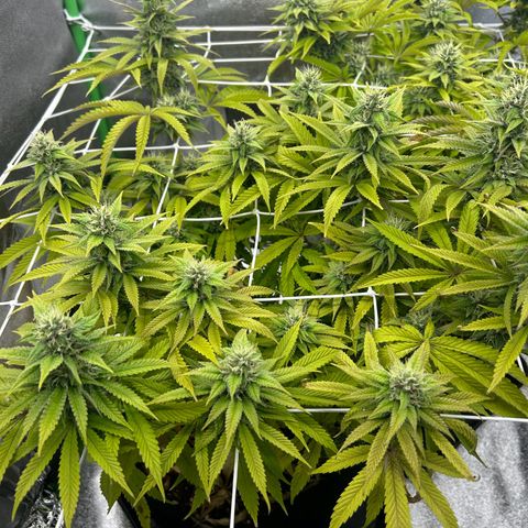 Special Kush #1 1th growlog timeline photo