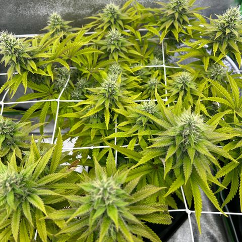 Special Kush #1 2th growlog timeline photo