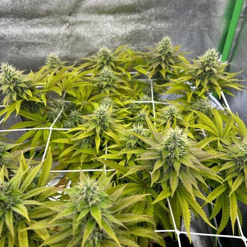 Special Kush #1 2th growlog timeline photo