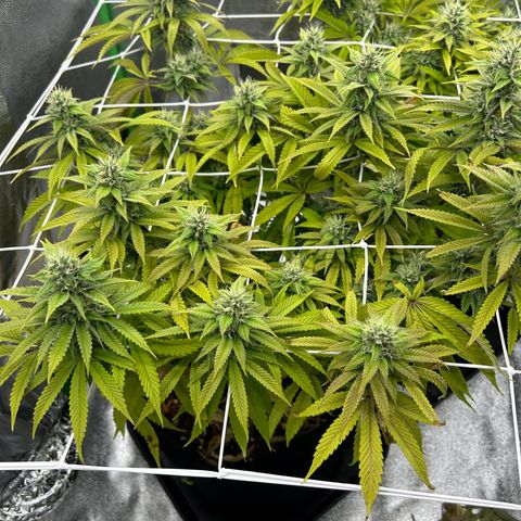 Special Kush #1 1th growlog timeline photo