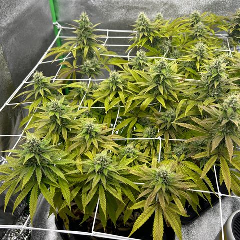 Special Kush #1 1th growlog timeline photo