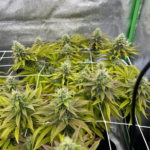 Special Kush #1 2th growlog timeline photo