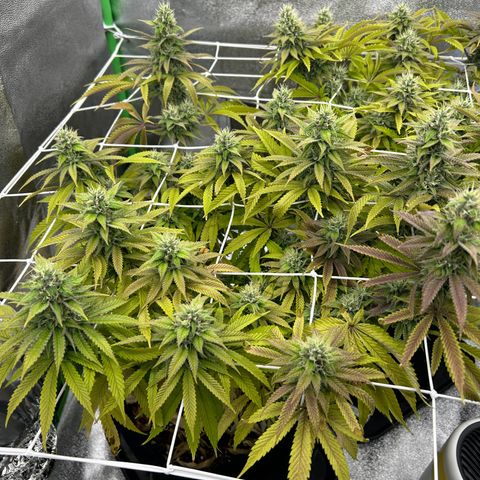 Special Kush #1 1th growlog timeline photo