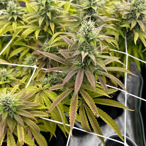 Special Kush #1 2th growlog timeline photo