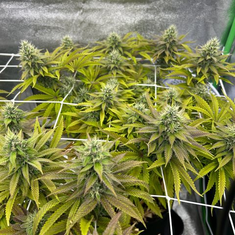 Special Kush #1 2th growlog timeline photo