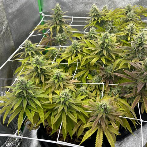 Special Kush #1 1th growlog timeline photo
