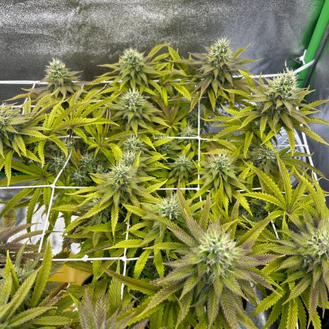 Special Kush #1 2th growlog timeline photo