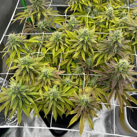 Special Kush #1 1th growlog timeline photo