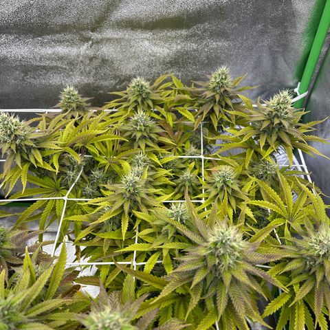Special Kush #1 2th growlog timeline photo