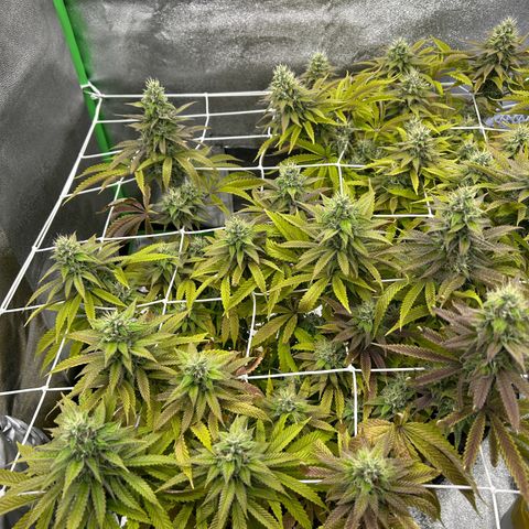 Special Kush #1 1th growlog timeline photo