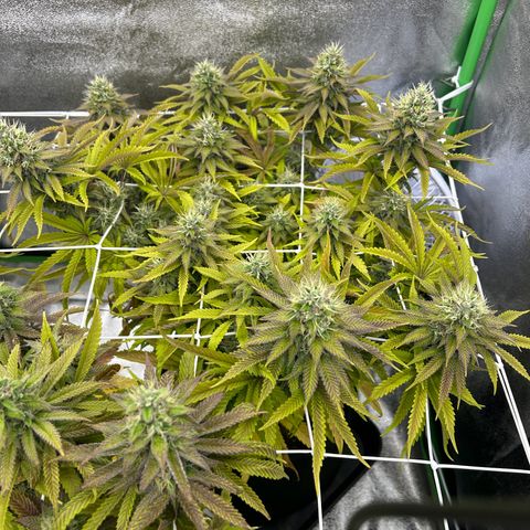 Special Kush #1 2th growlog timeline photo