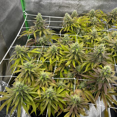 Special Kush #1 1th growlog timeline photo