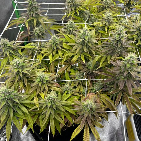 Special Kush #1 1th growlog timeline photo