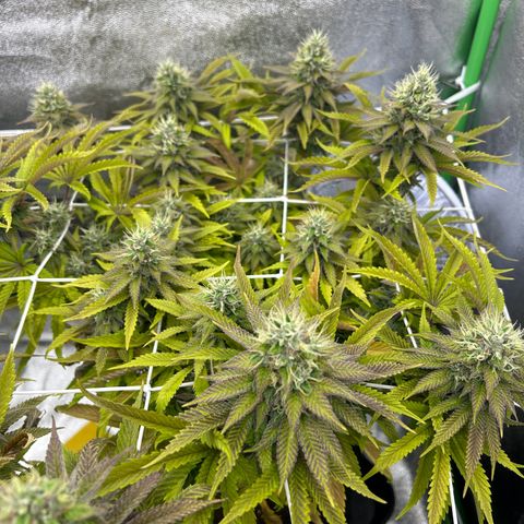 Special Kush #1 2th growlog timeline photo