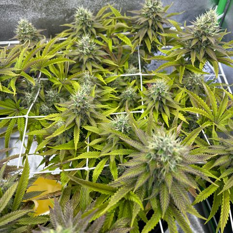 Special Kush #1 2th growlog timeline photo