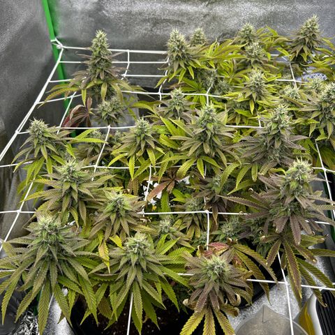 Special Kush #1 1th growlog timeline photo