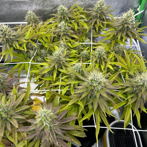 Special Kush #1 2th growlog timeline photo