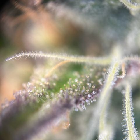 Special Kush #1 2th growlog timeline photo