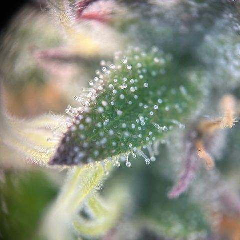 Special Kush #1 1th growlog timeline photo