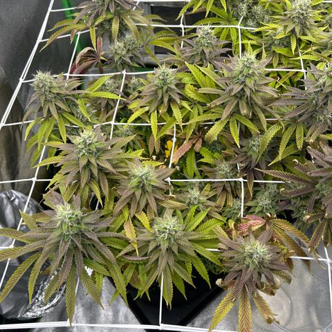 Special Kush #1 1th growlog timeline photo