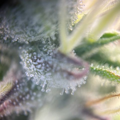 Special Kush #1 1th growlog timeline photo
